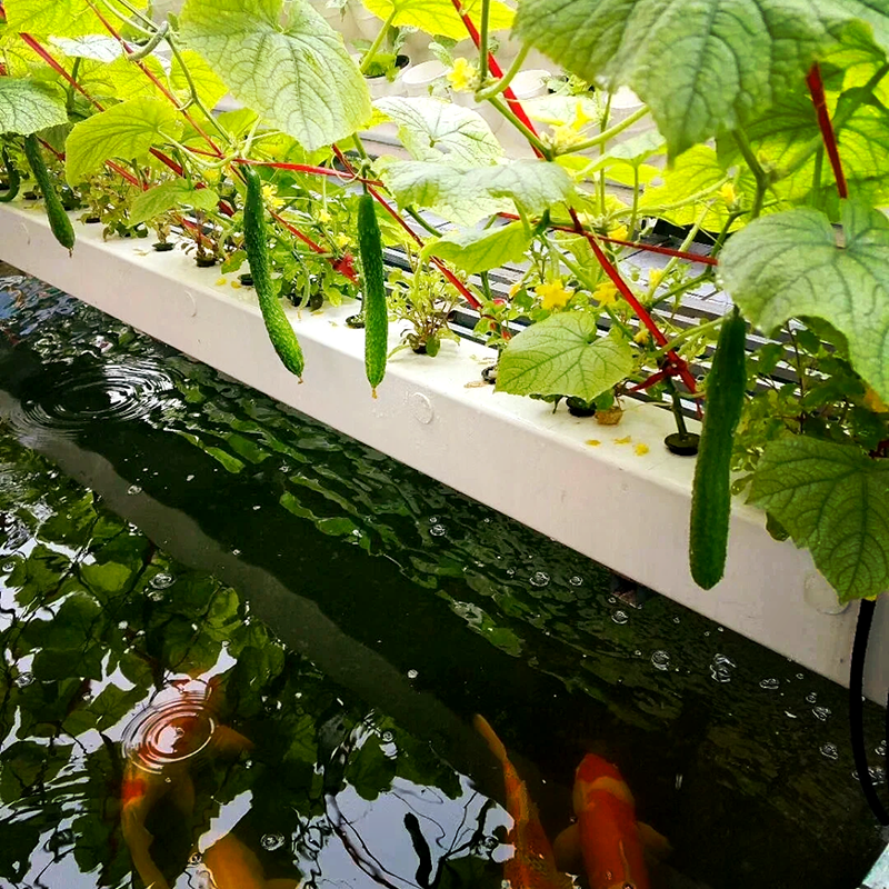 榆林市智能温室鱼菜共生 - 排名